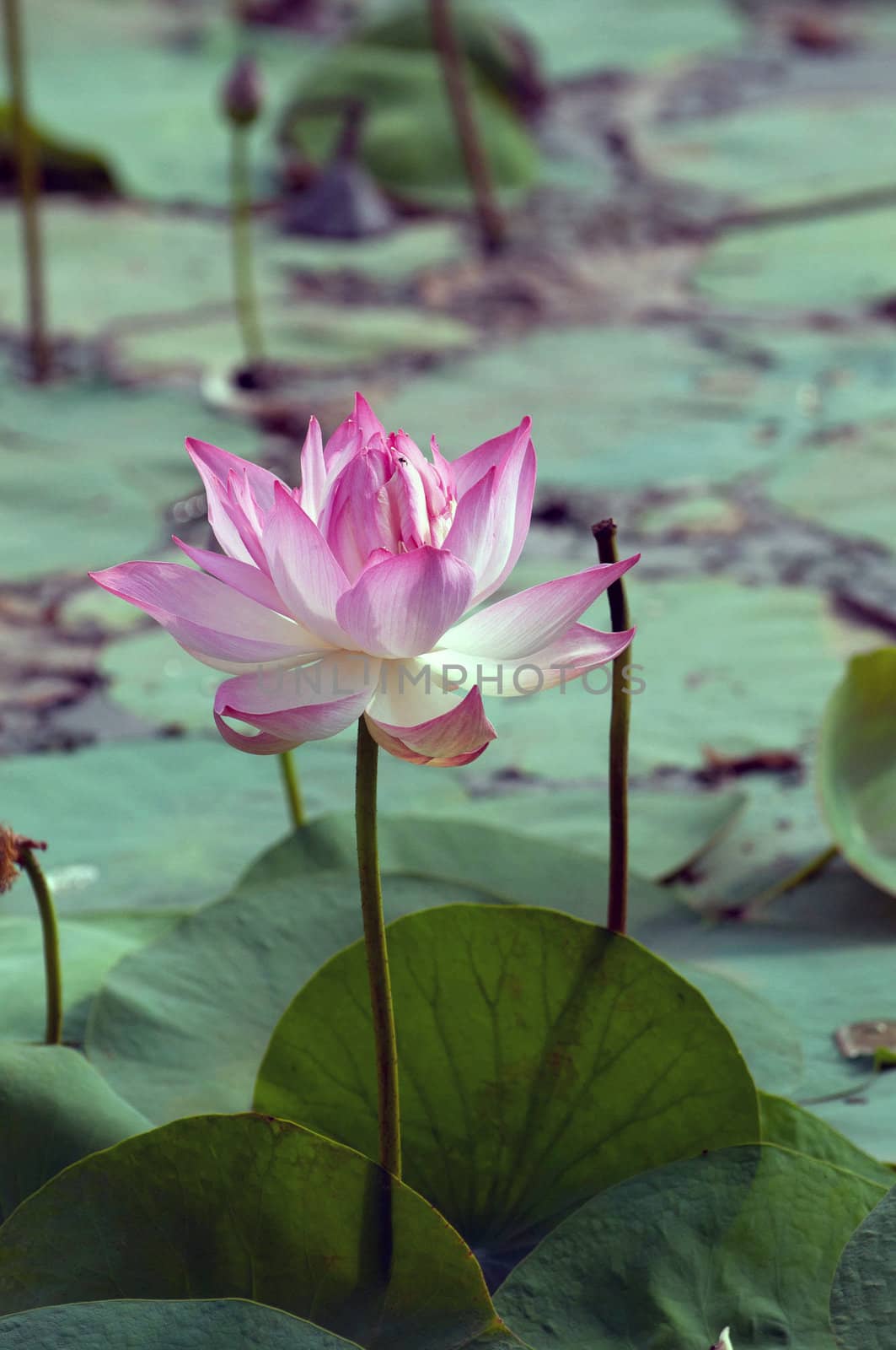 Pink lotus flowerat full bloom in a pond