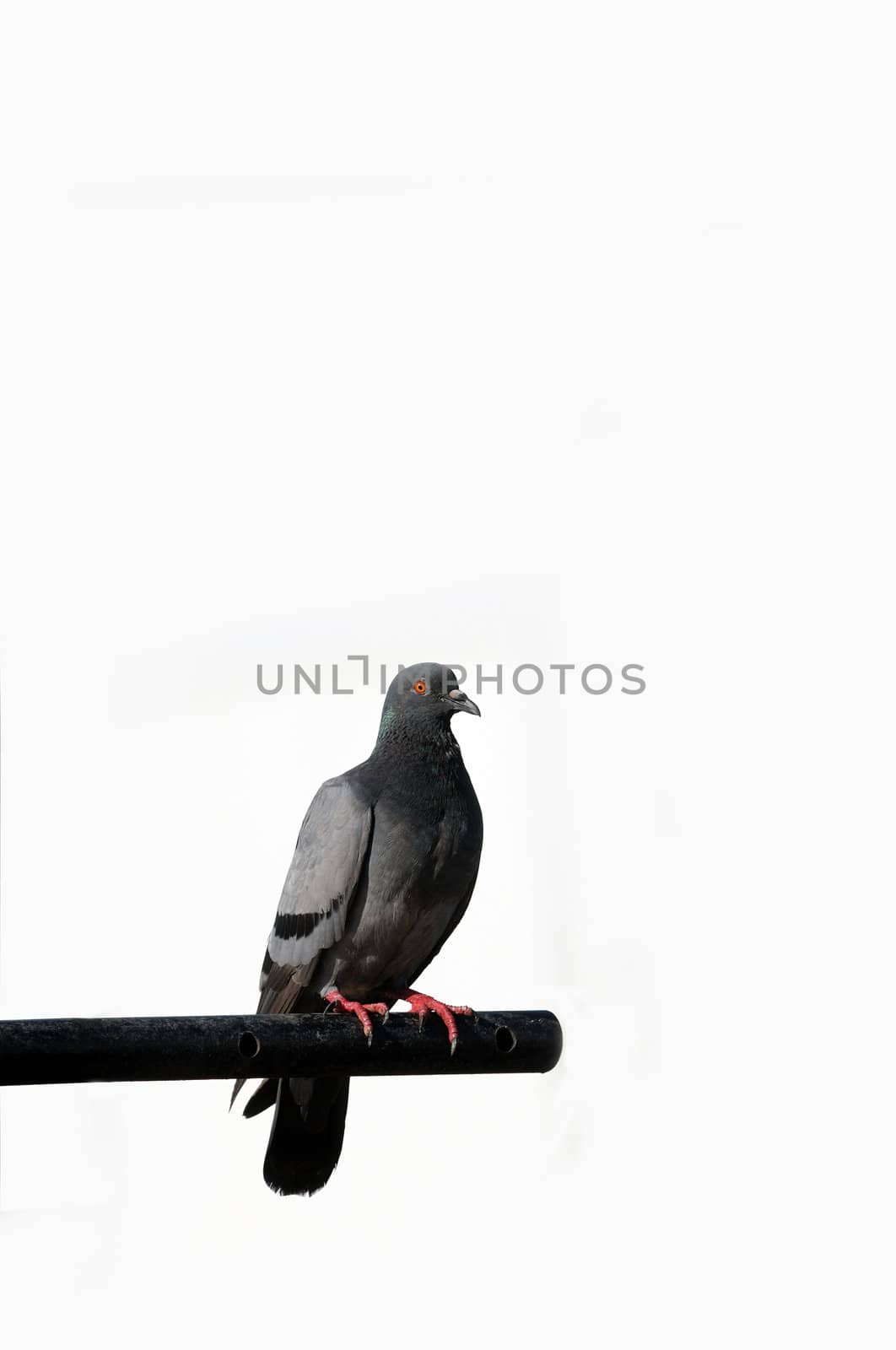 A grey rock pigeon isplated on white background