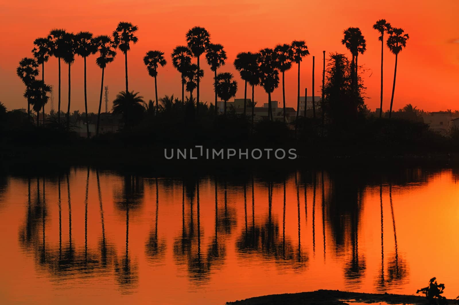 Sunrise and reflection of palm trees in still water