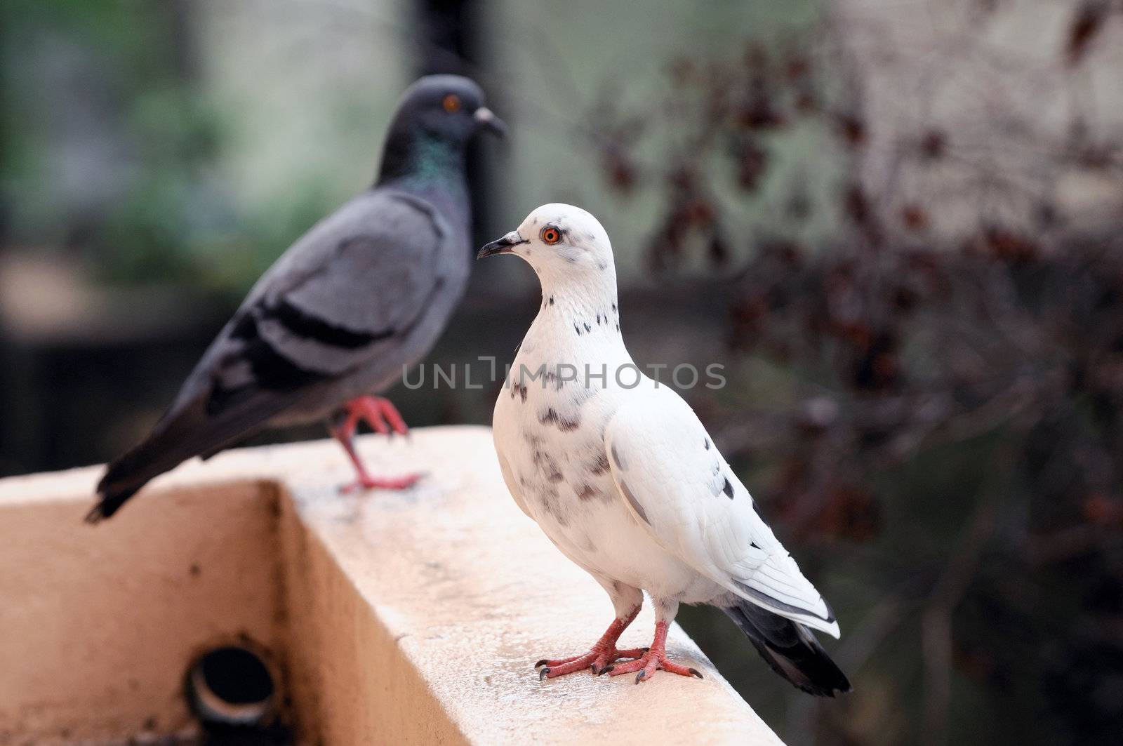 A white and a dark pigeon standing opposite sides