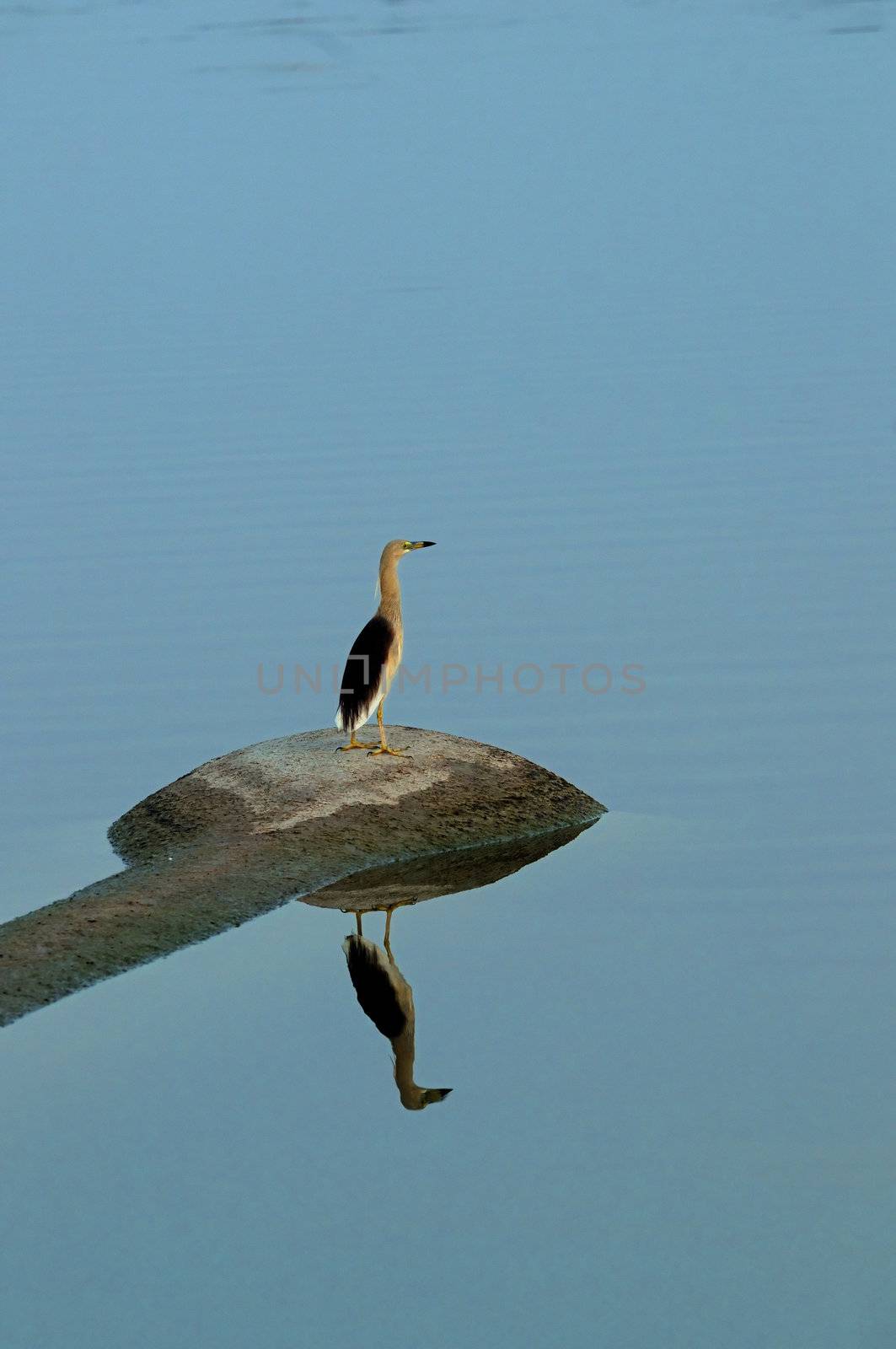 A juvenile Indian pond heron waiting at a local pond