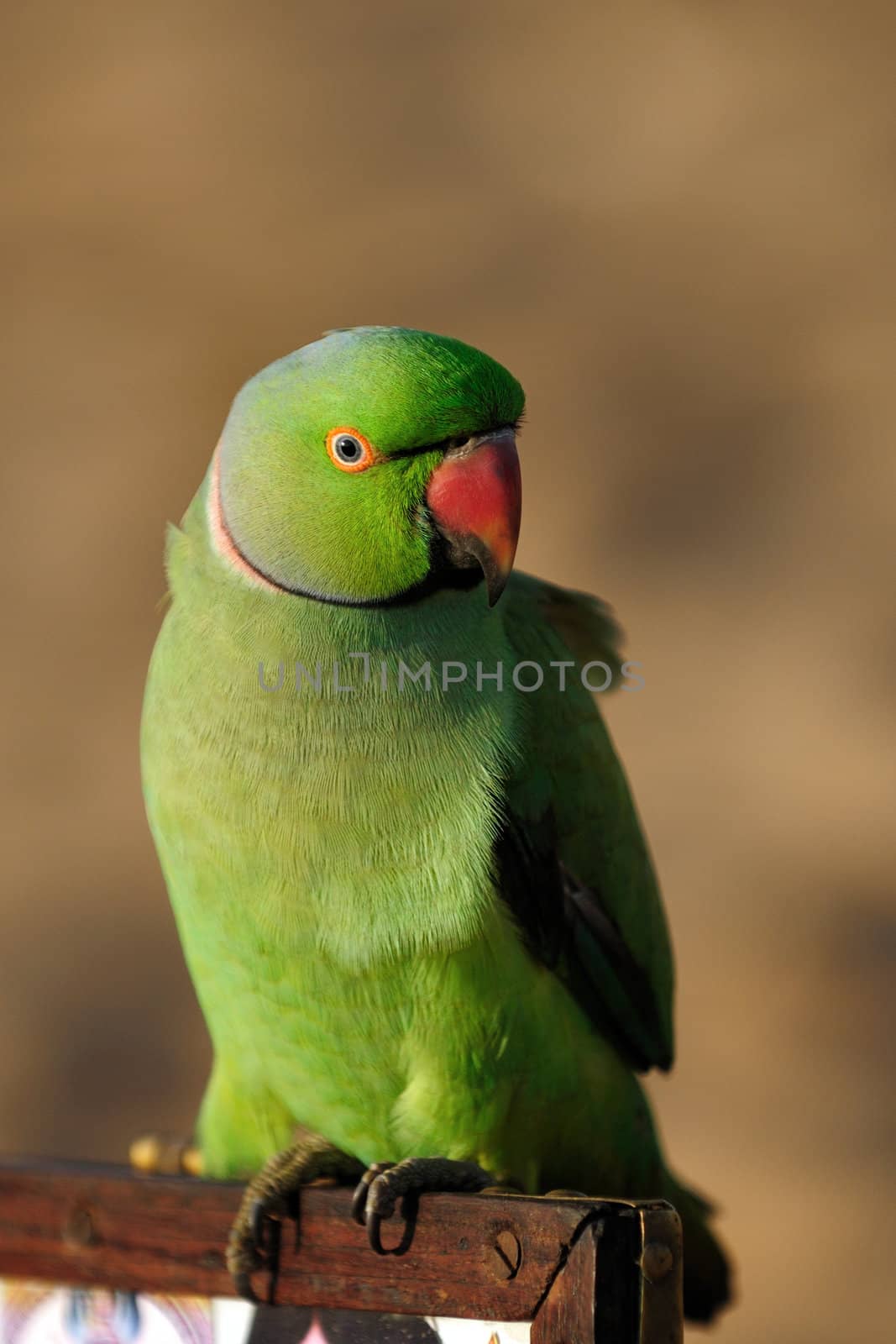 A close up shot of a green parrot