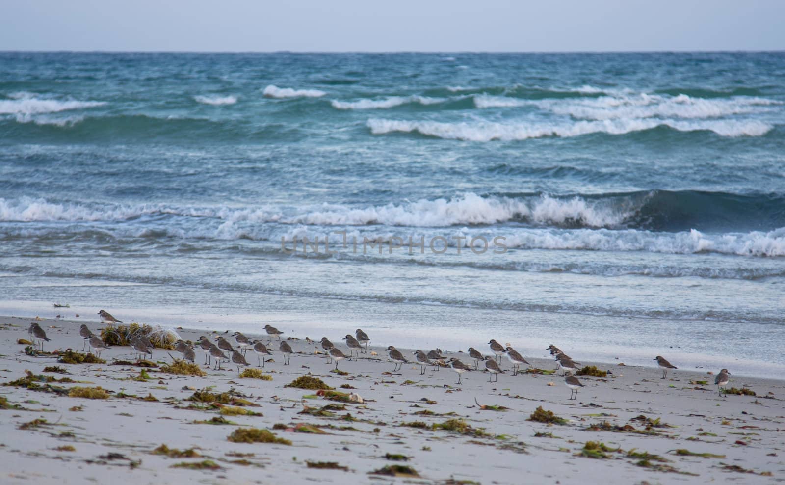 sea