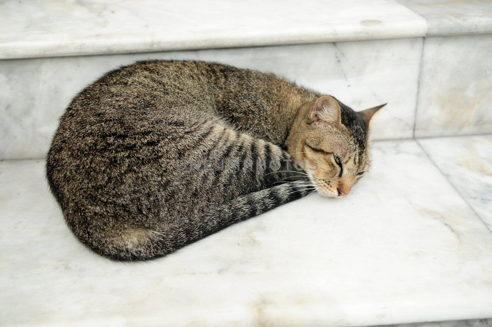 A Cute cat taking rest at the doorsteps