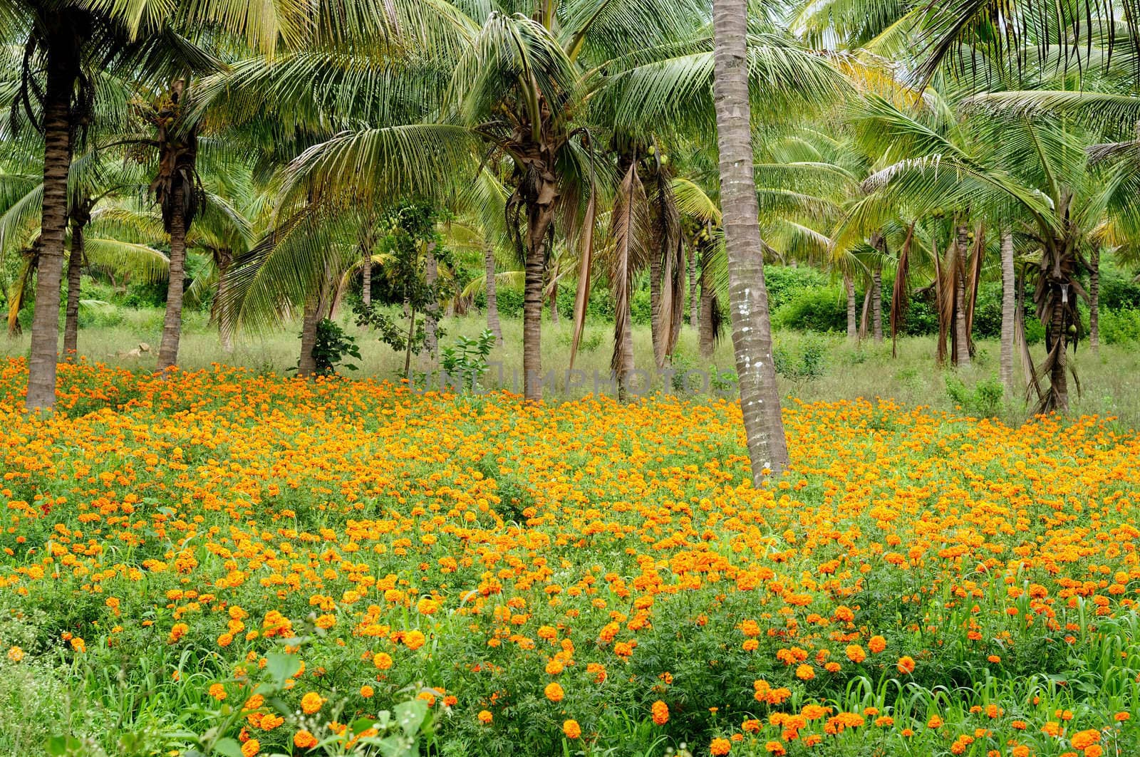 A beautiful garden with Palm trees and yellow flowers
