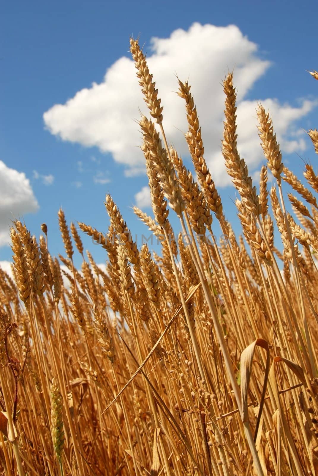 yellow wheat plant on field over scenic blue sky