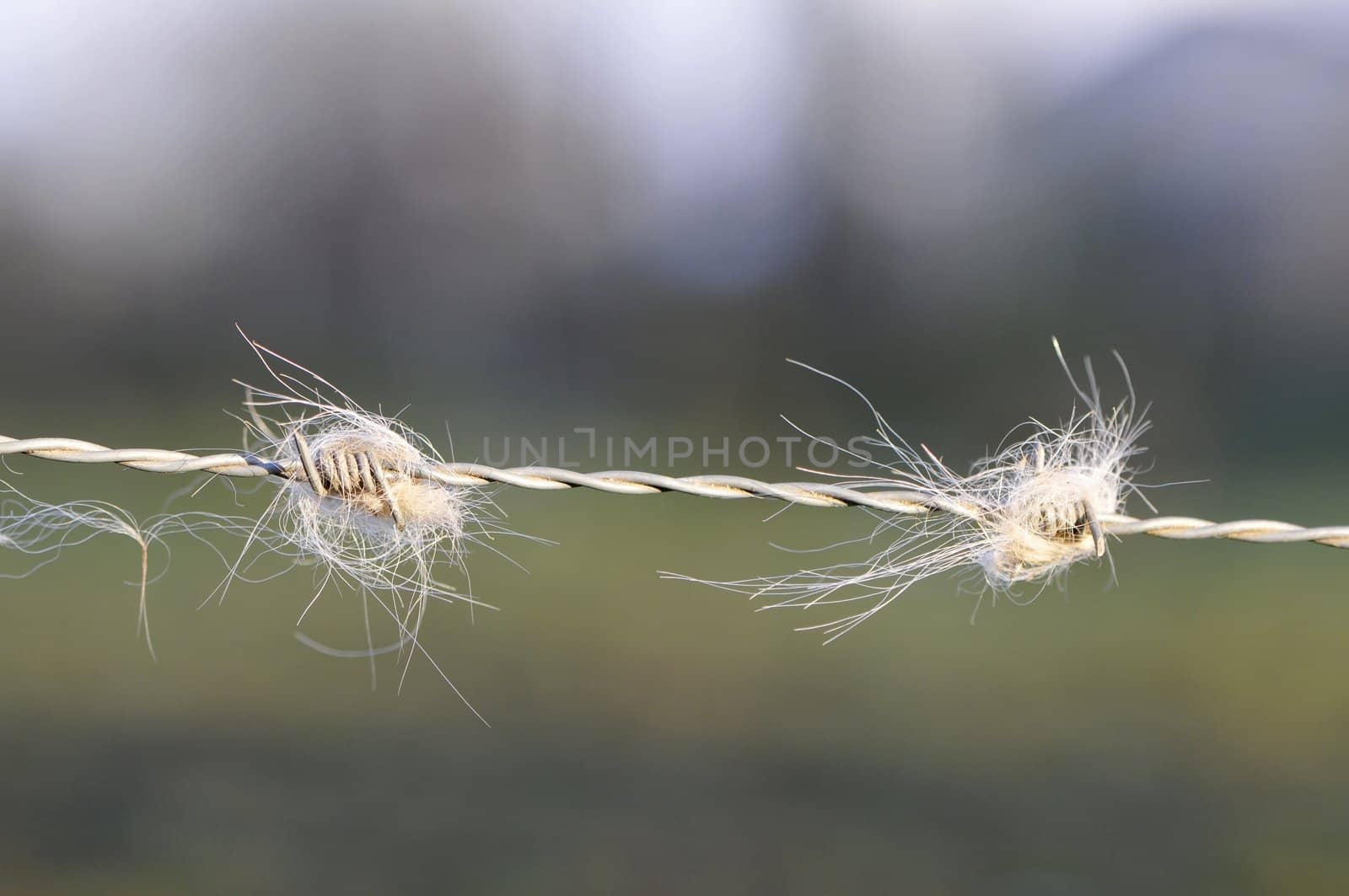 Close-up on barbed wire with pieces of white coat