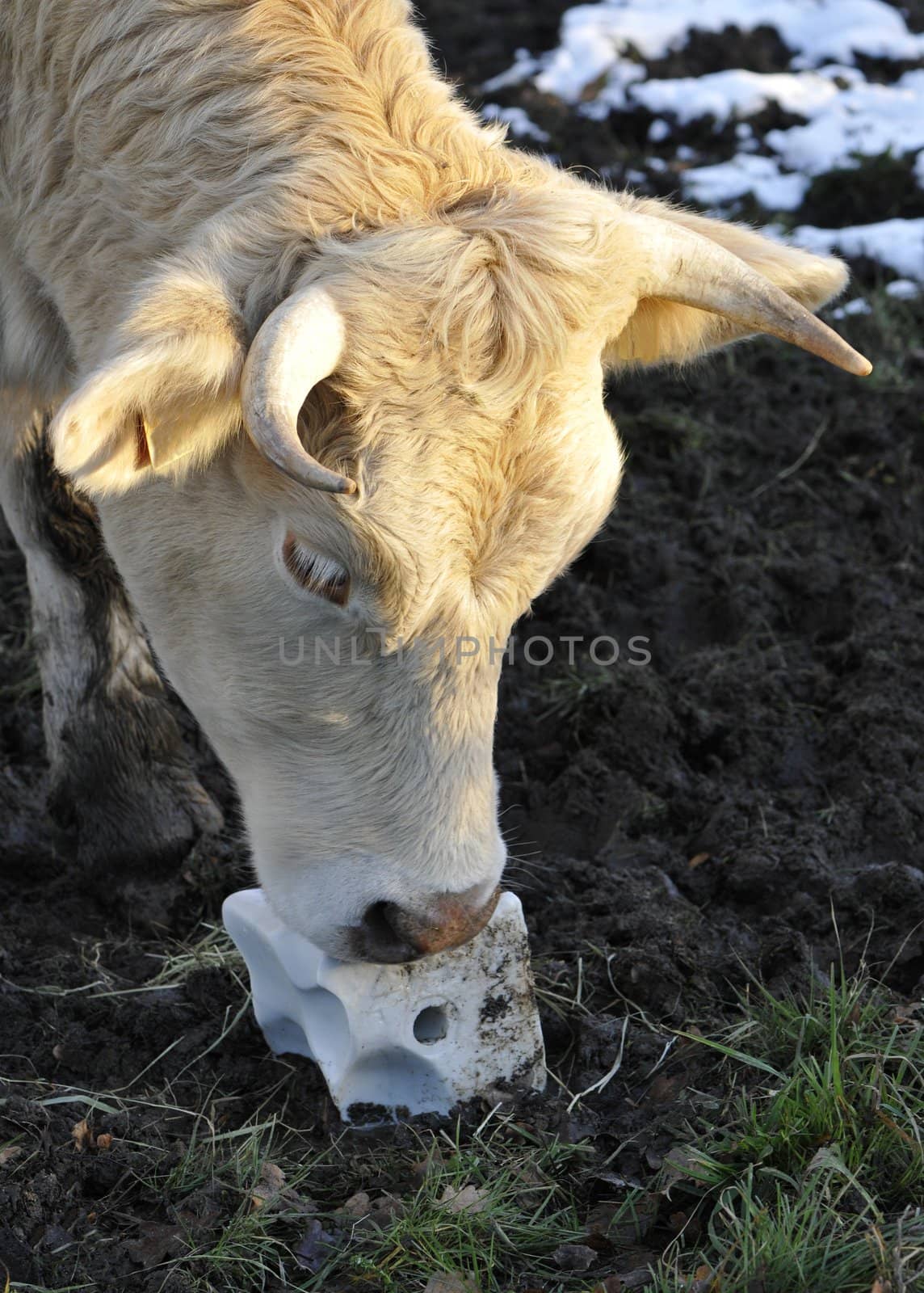 Head cow that licking a block salt on the ground