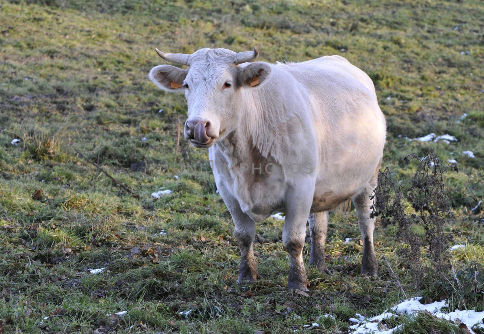 White cow with horns and a big tongue in a meadow