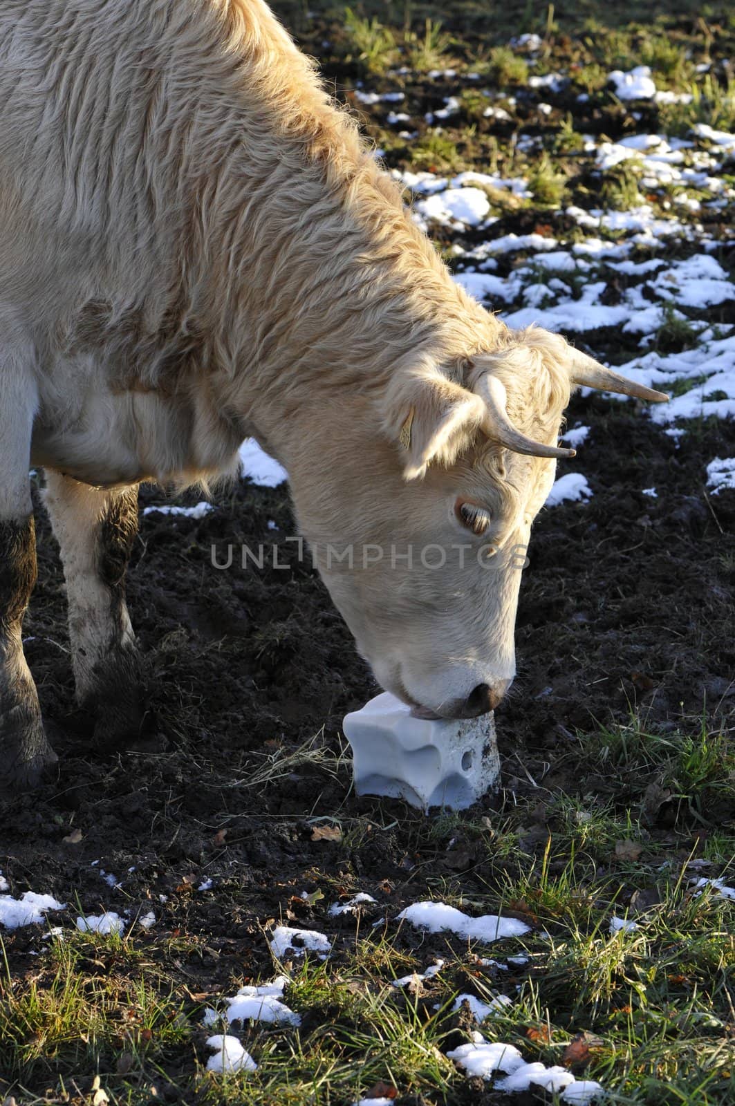 Cow that licking a block salt on the ground in vertical centring