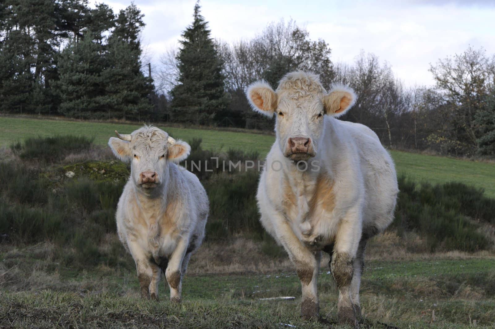 Two white cows that looking you in a meadow