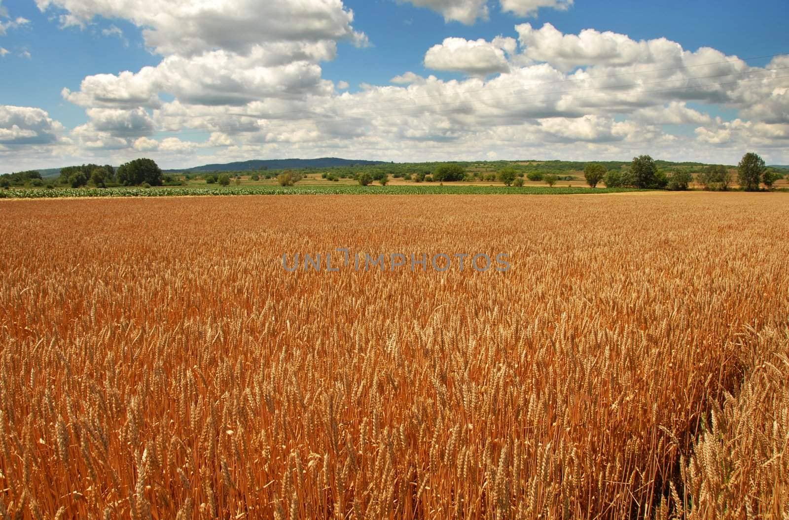 yellow wheat plant on field over scenic landscape Serbia