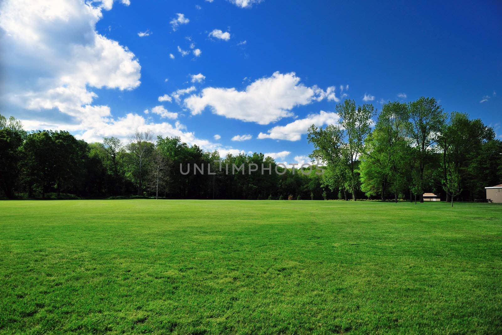 A lush green park on a bright sunny day