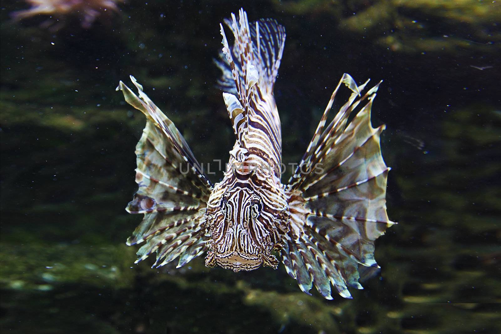 Japanese Lionfish Lion Fish by duplass