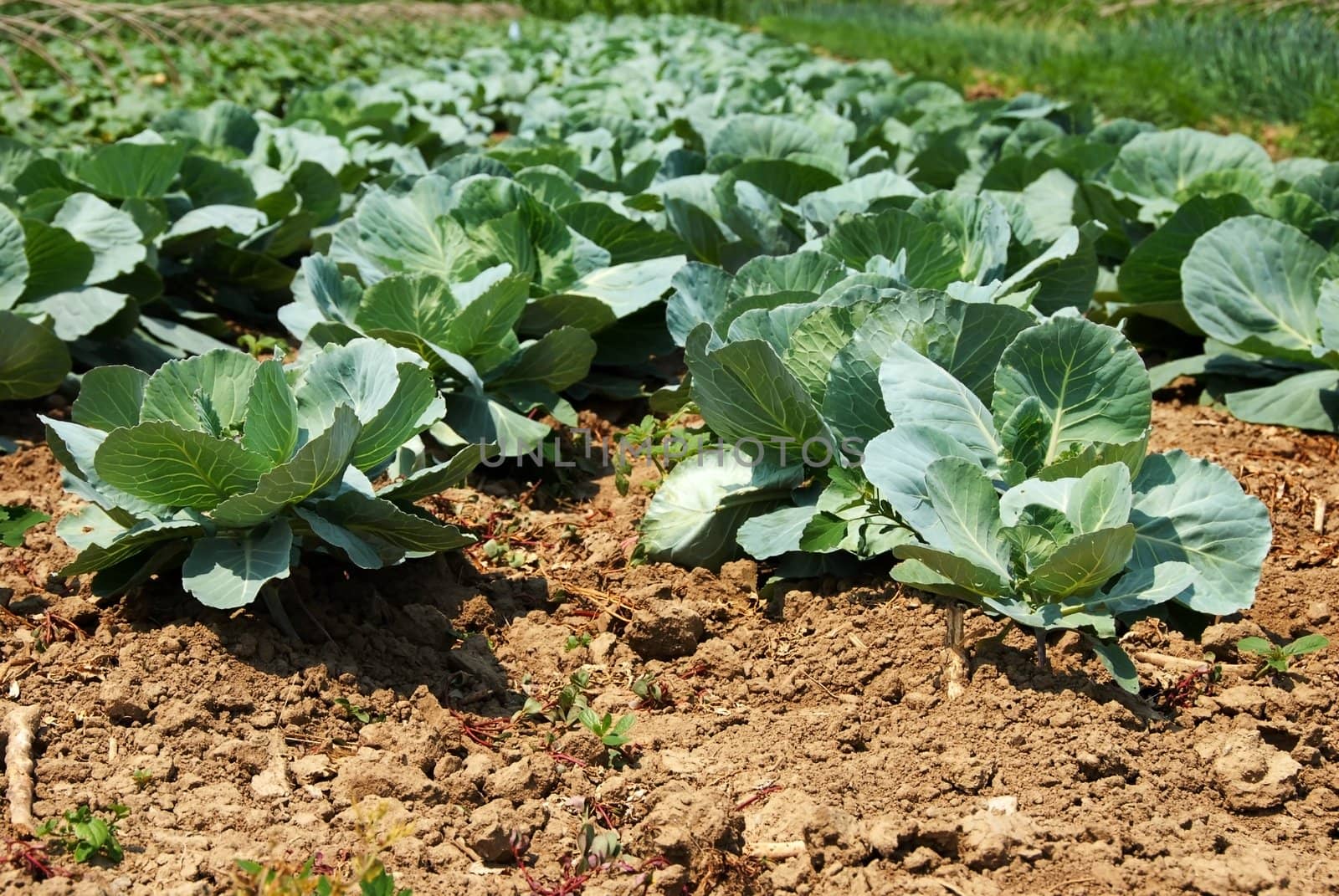 green cabbage in rows growing on field
