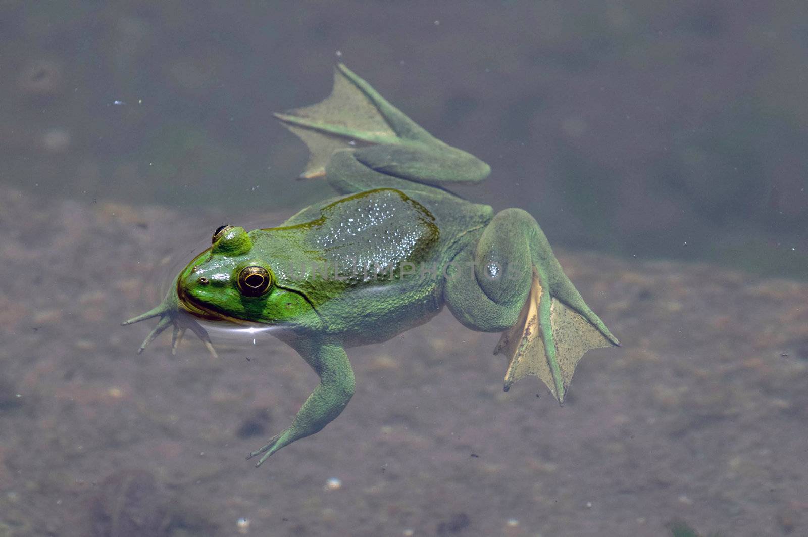 Green frog floating in the water