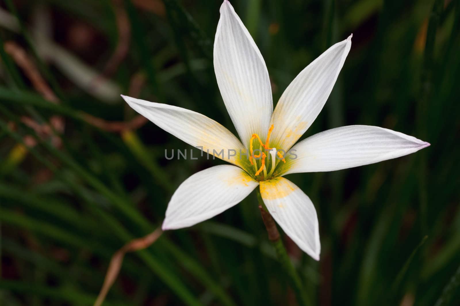 White Rain Lily flower on a  sunny spring day