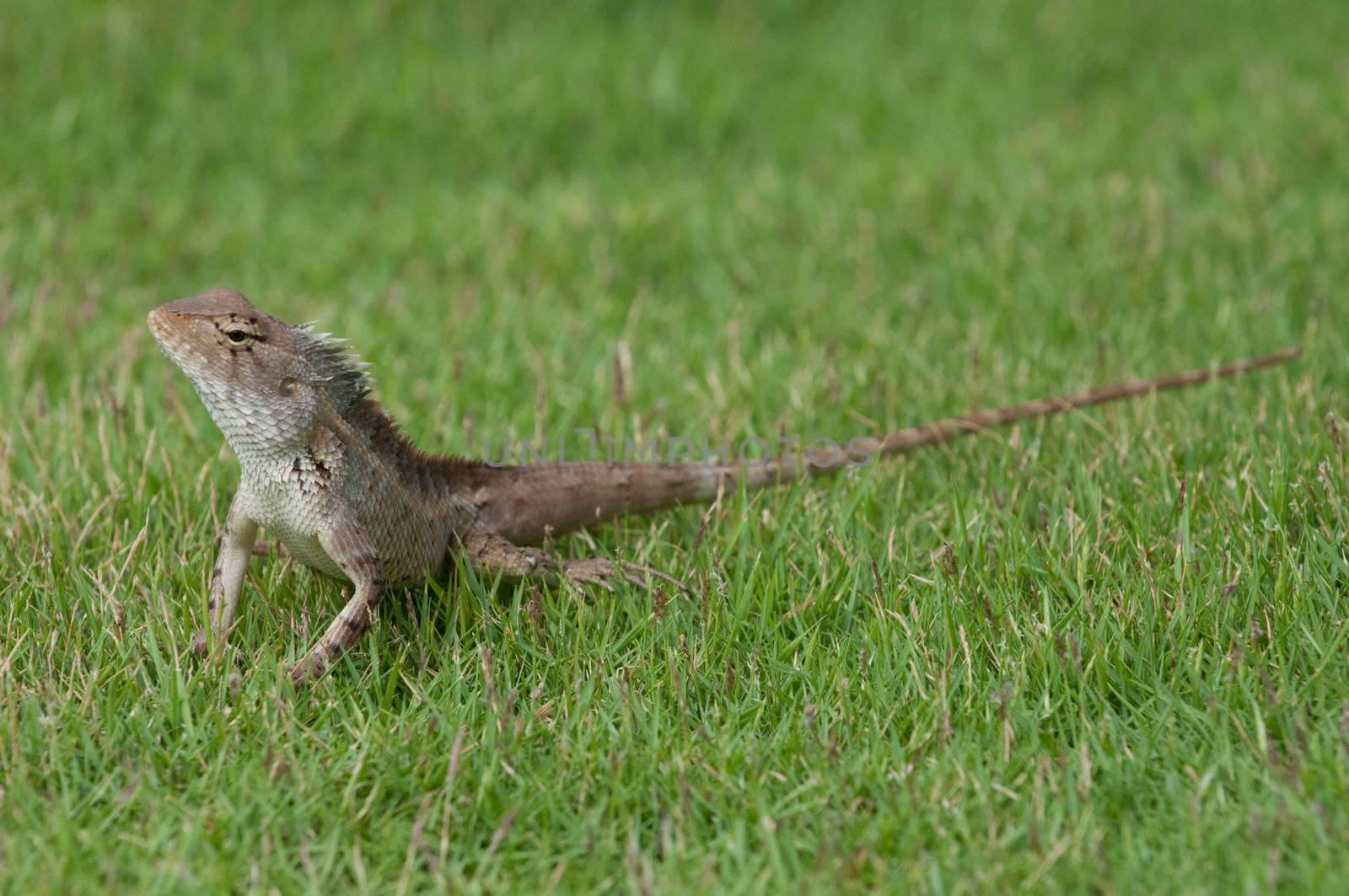 A garden lizard strolling in the grass