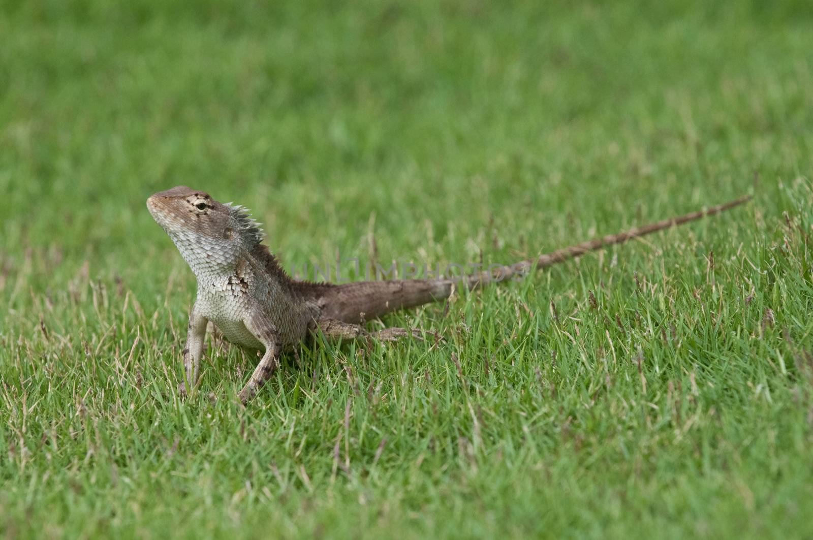 A garden lizard strolling in the grass