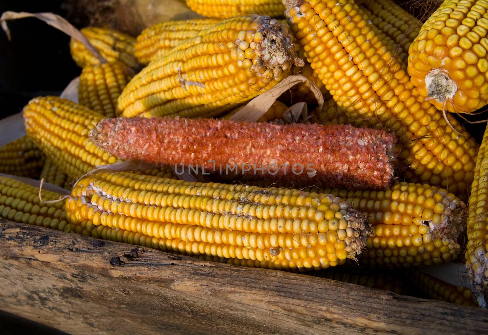 Corncobs by baggiovara