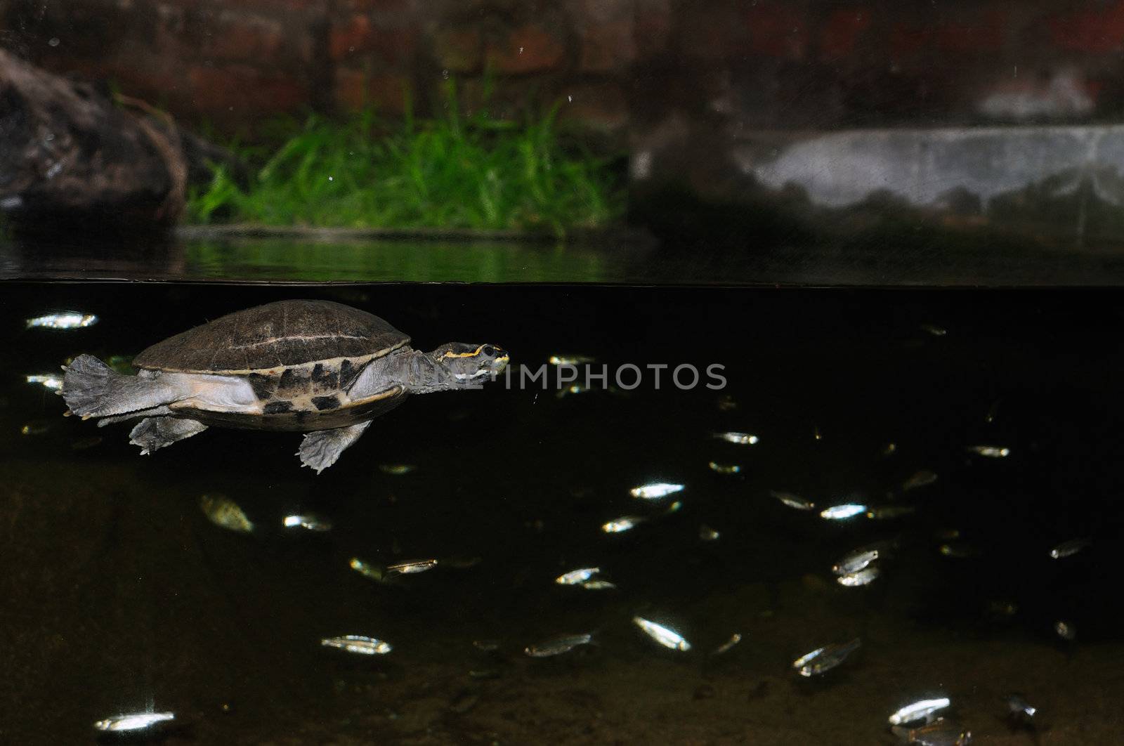 A turtle swimming among fish in an aquarium