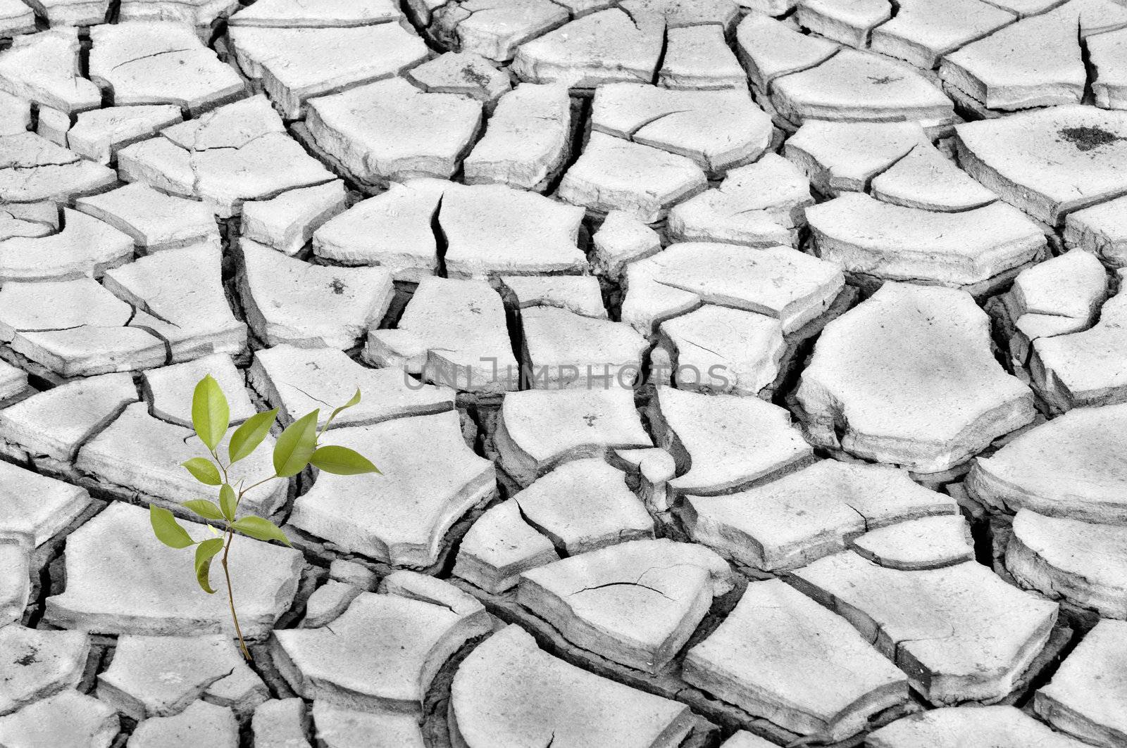 A green sapling amidst barren dry land