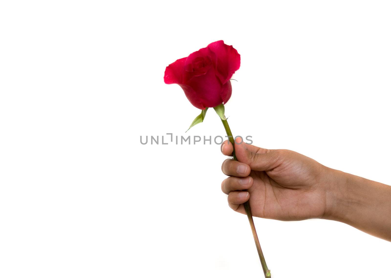 A hand holding a rose as a symbol of love