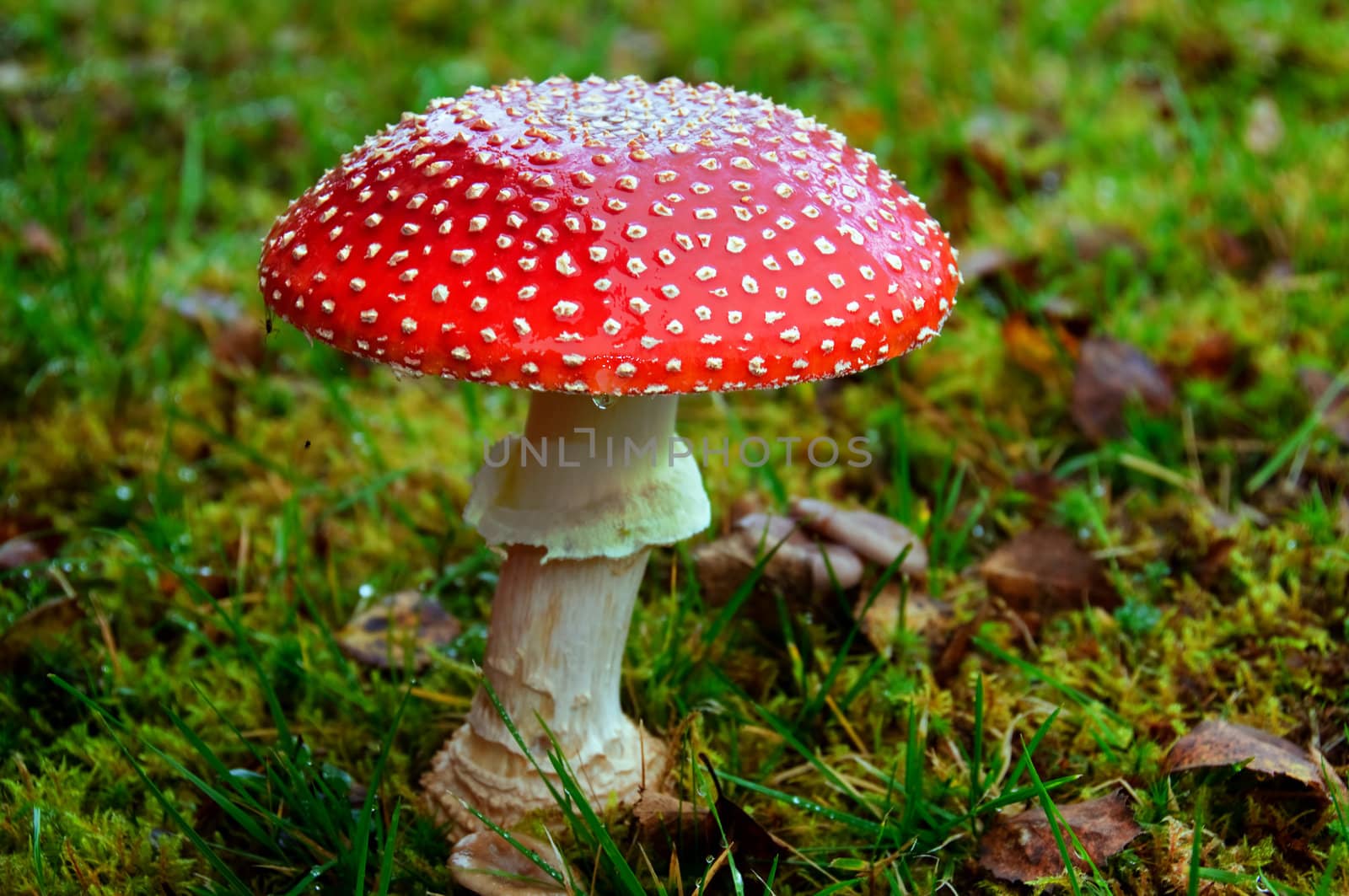 Fly agaric by GryT