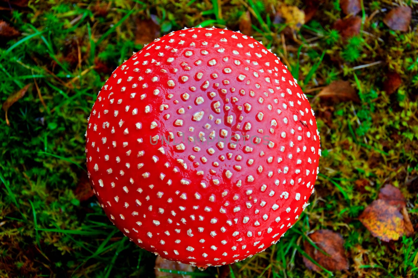 Fly agaric hat by GryT