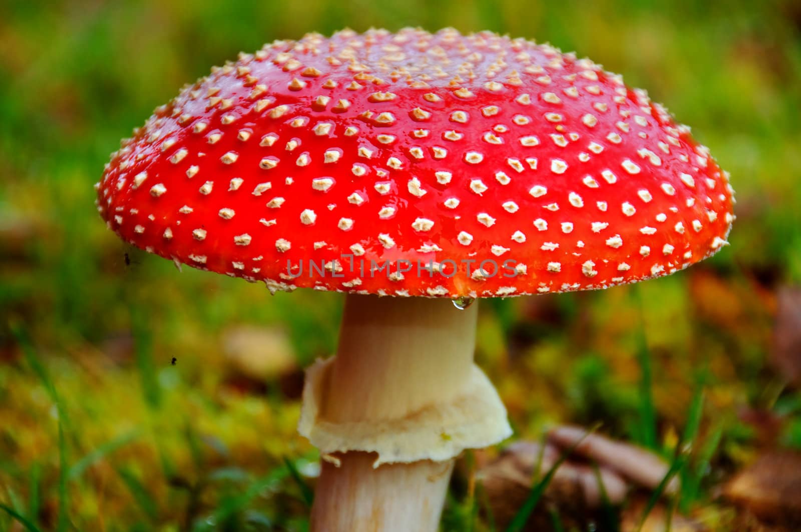 Fly agaric by GryT