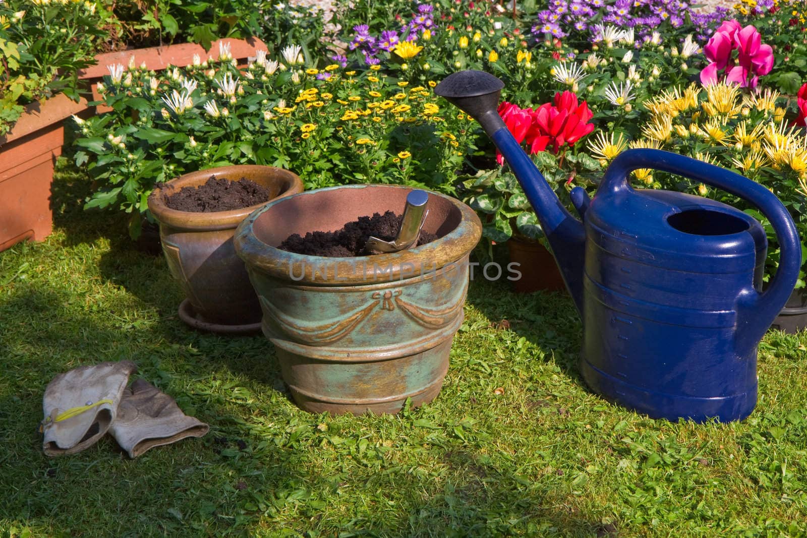New plants in flowerpots for autumn garden by Colette
