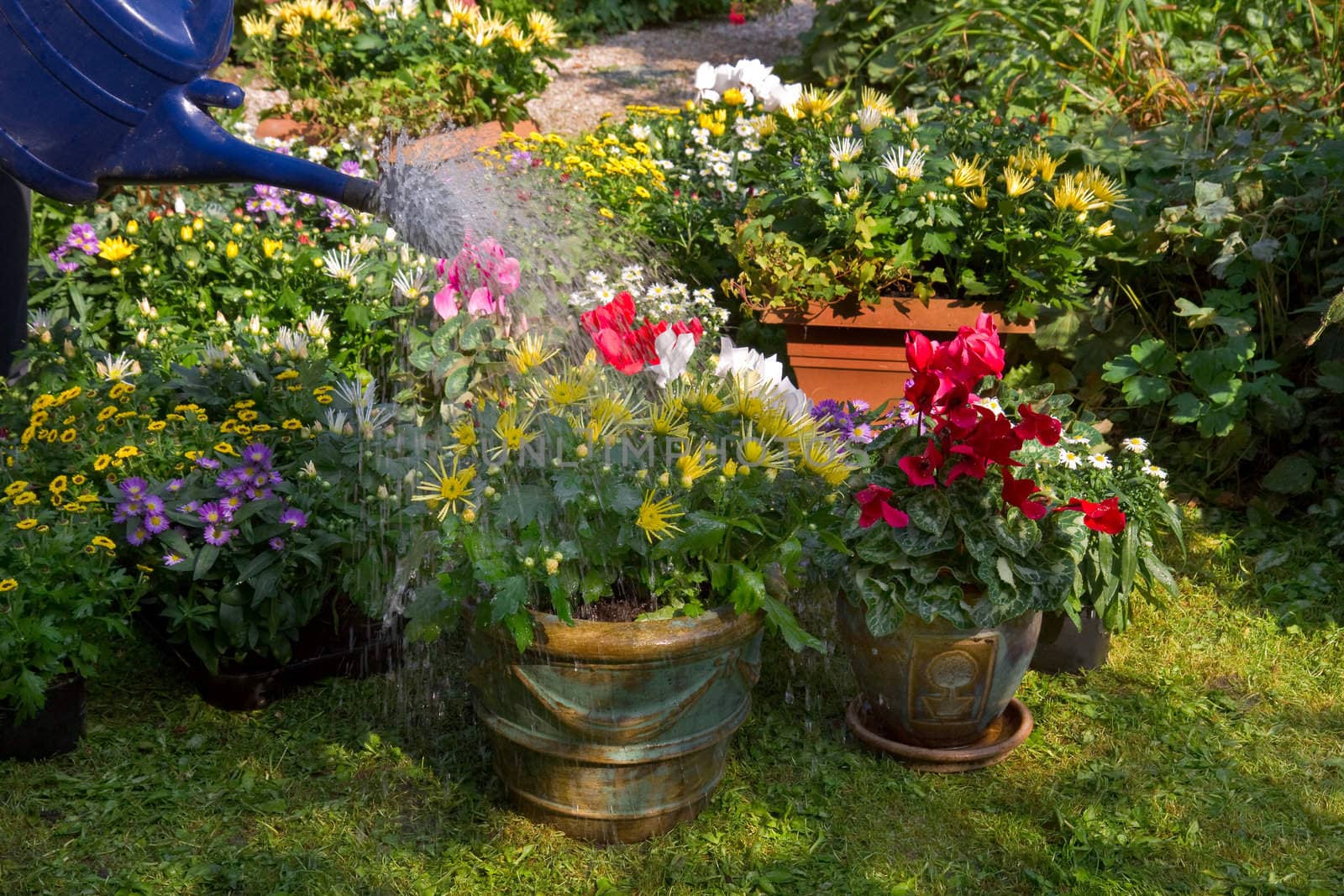 Garden with autumn flowers in September - Watering flowerpots with new plants