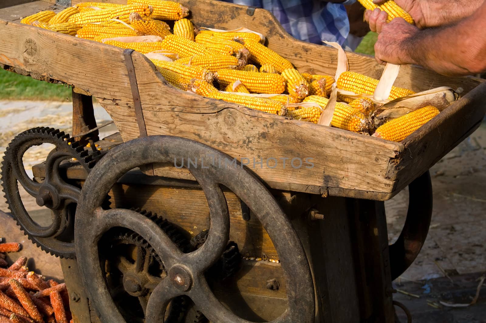 An old machine taking away the corn from the corncobs