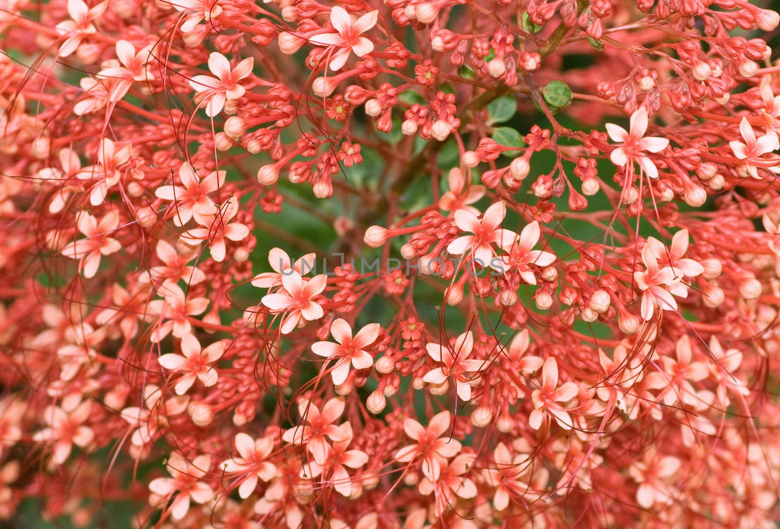 Clerodendrum paniculatum flowers at full bloom a delight