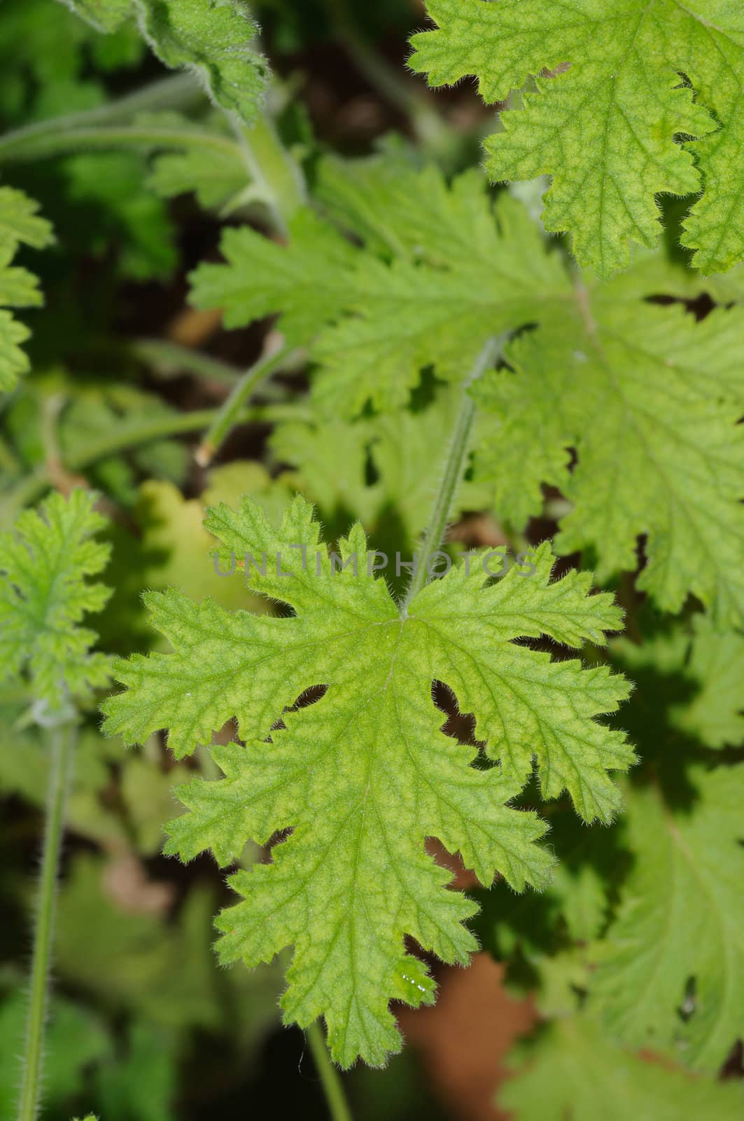 Green Leaves by pazham