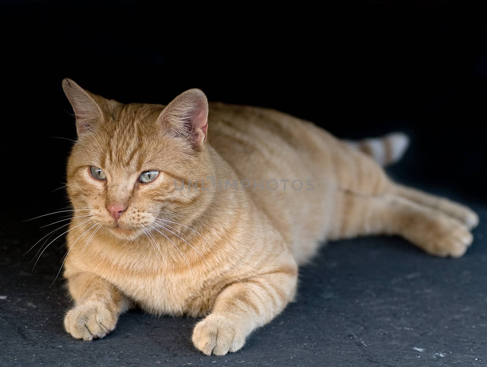 A stray cat sitting after an hearty meal