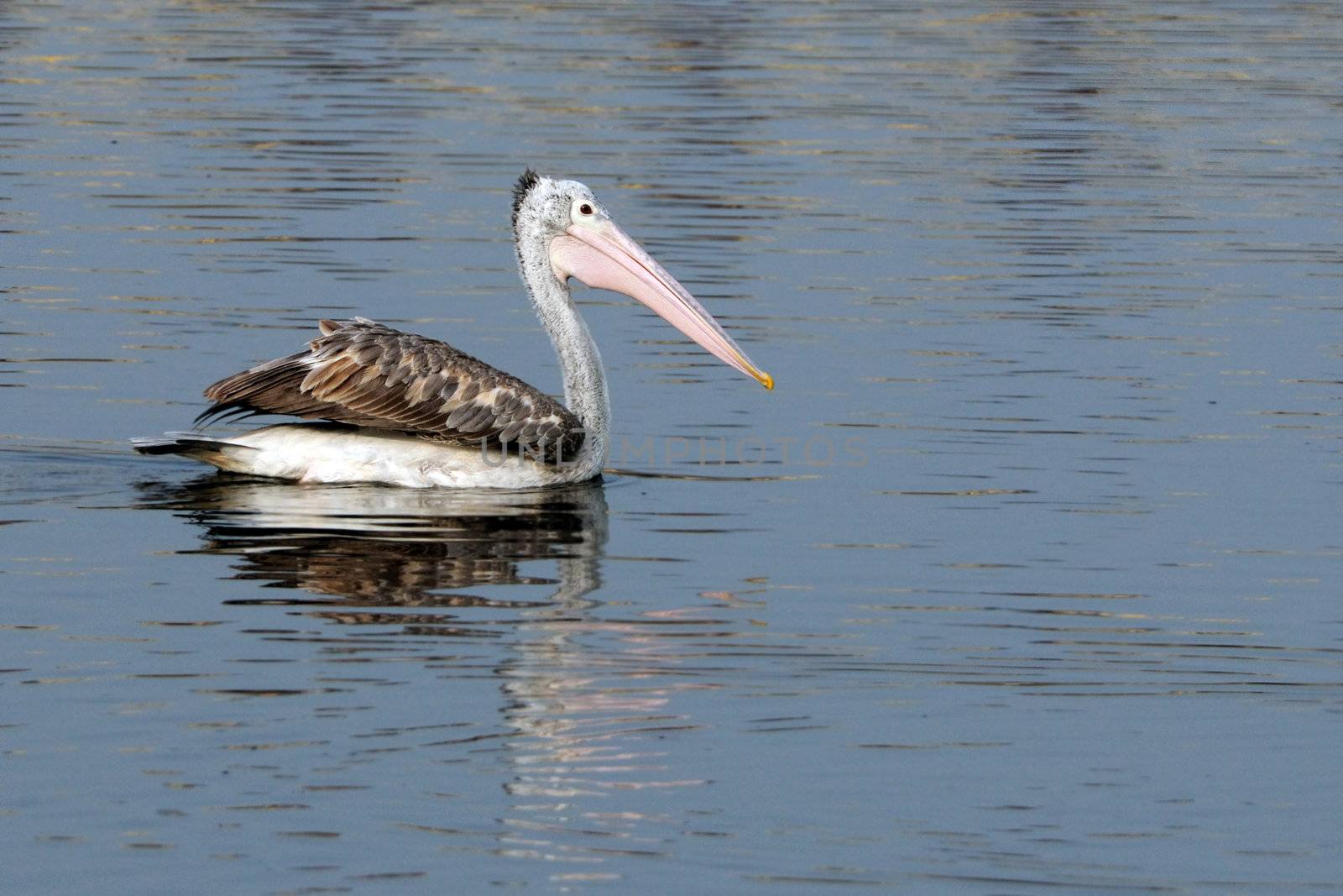 One large  spot-billed pelican swimming at a local pond