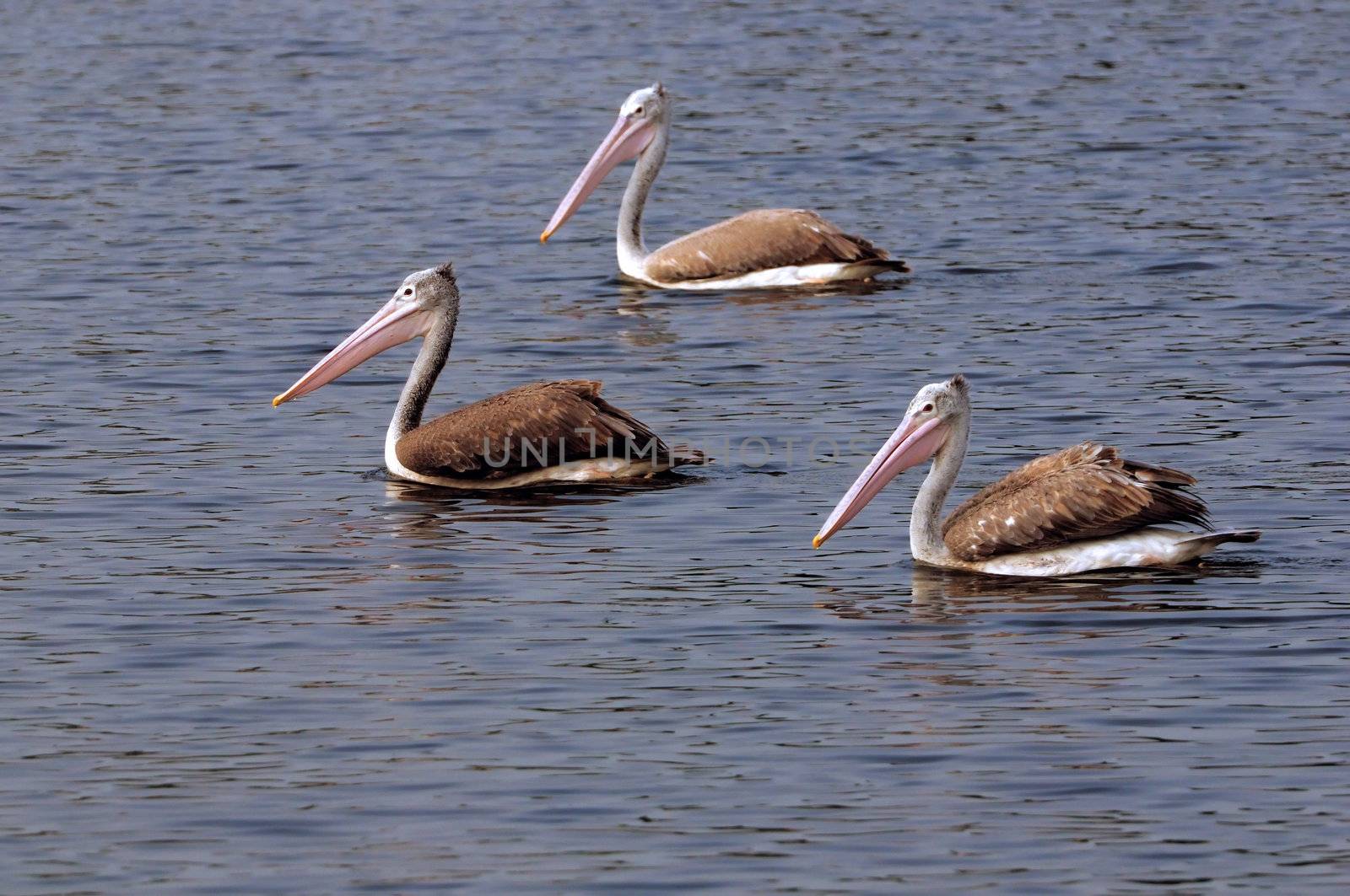 Pelicans by pazham