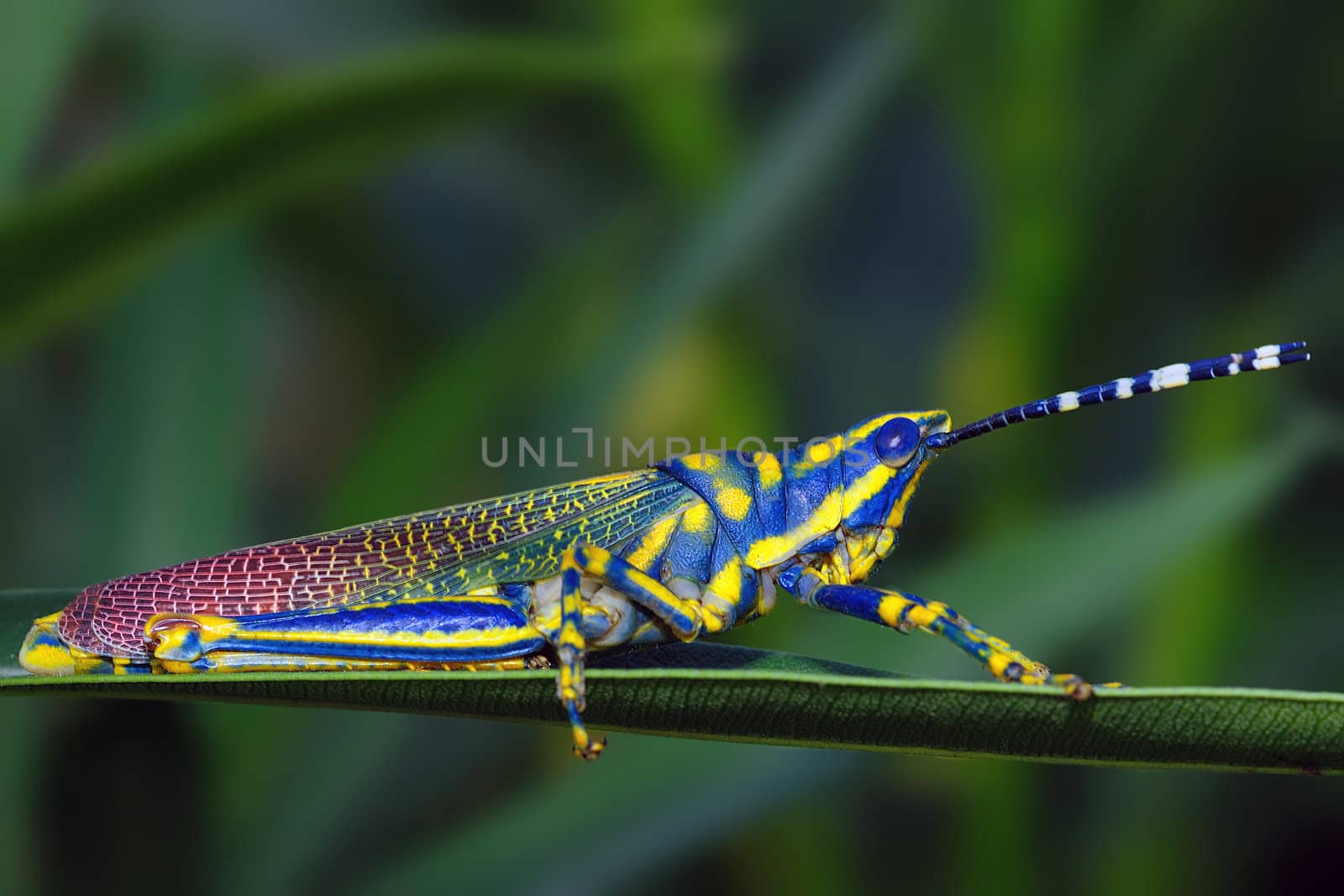 A beautiful painted grasshopper perching on a leaf