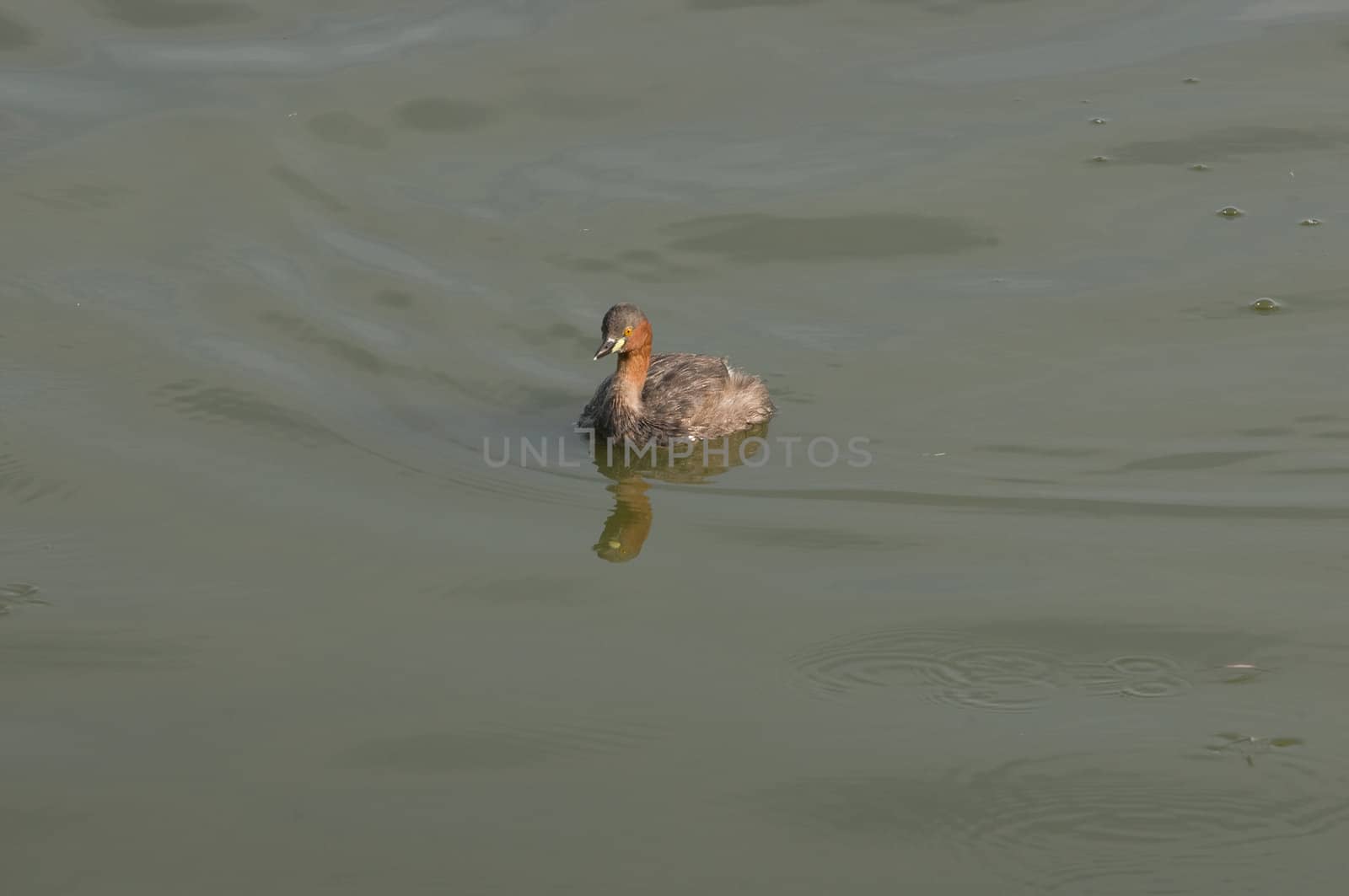 Grebe by pazham