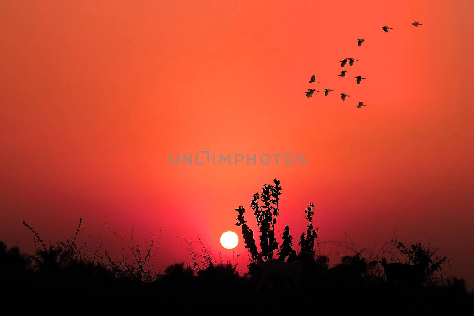 Birds flying high during a tropical sunset