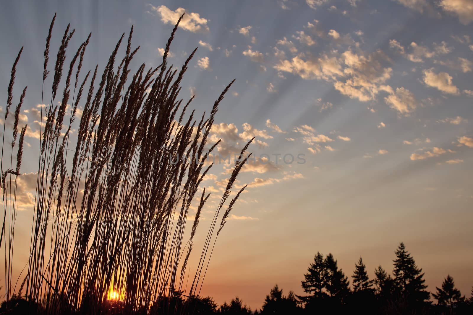 Sunset Over the Horizon in Nature Wildlife Preserve Park 2