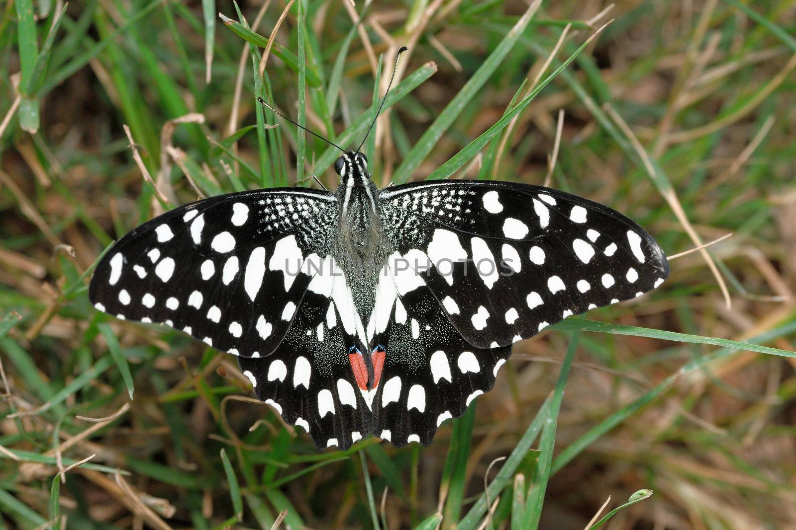 A beautiful lime butterfly spreading her wings on grass