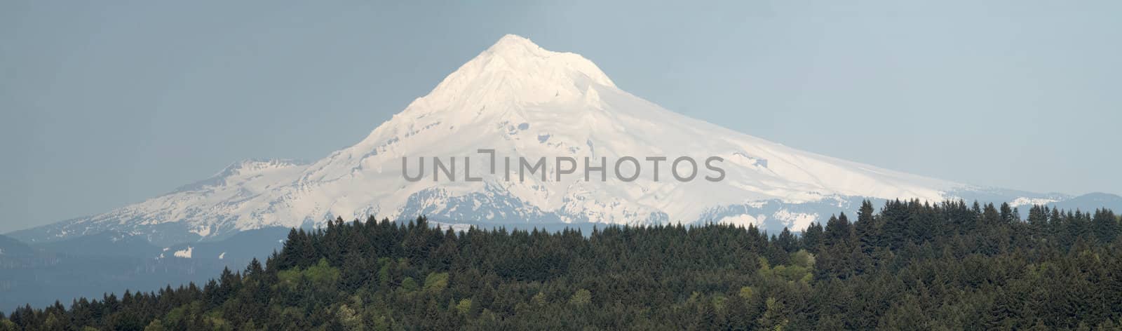 Mount Hood and Tree Landscape in Oregon Panorama