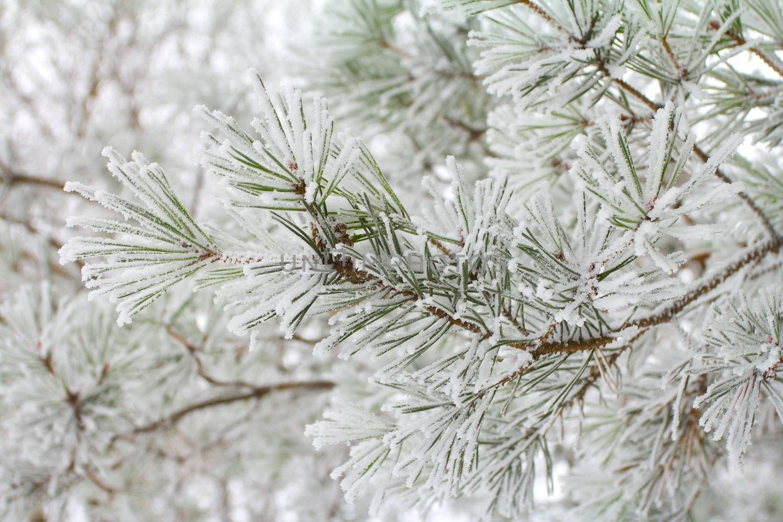 close-up branch of pine with hoar-frost by Alekcey