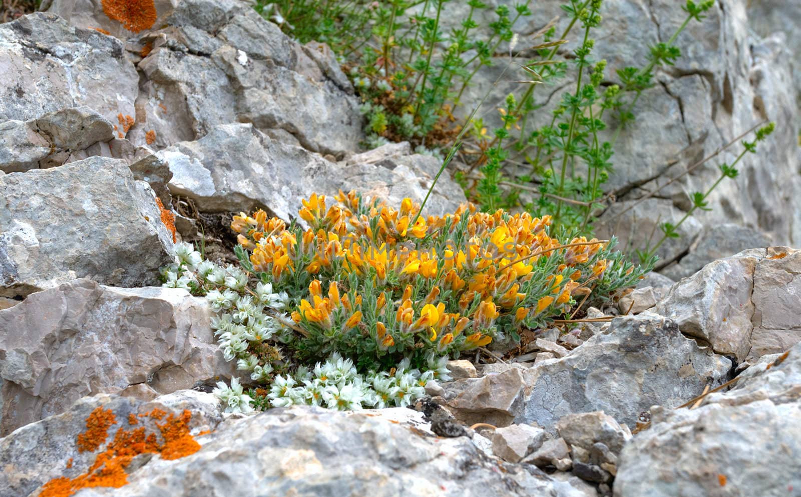 yellow flowers growing in stones by Alekcey