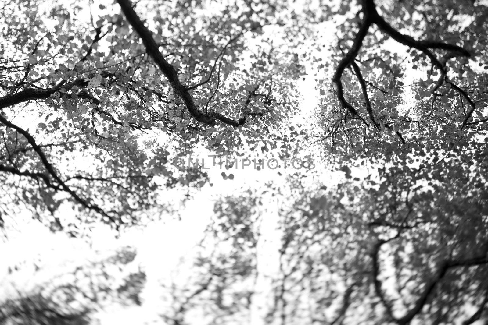 Black and white picture of trees against white sky