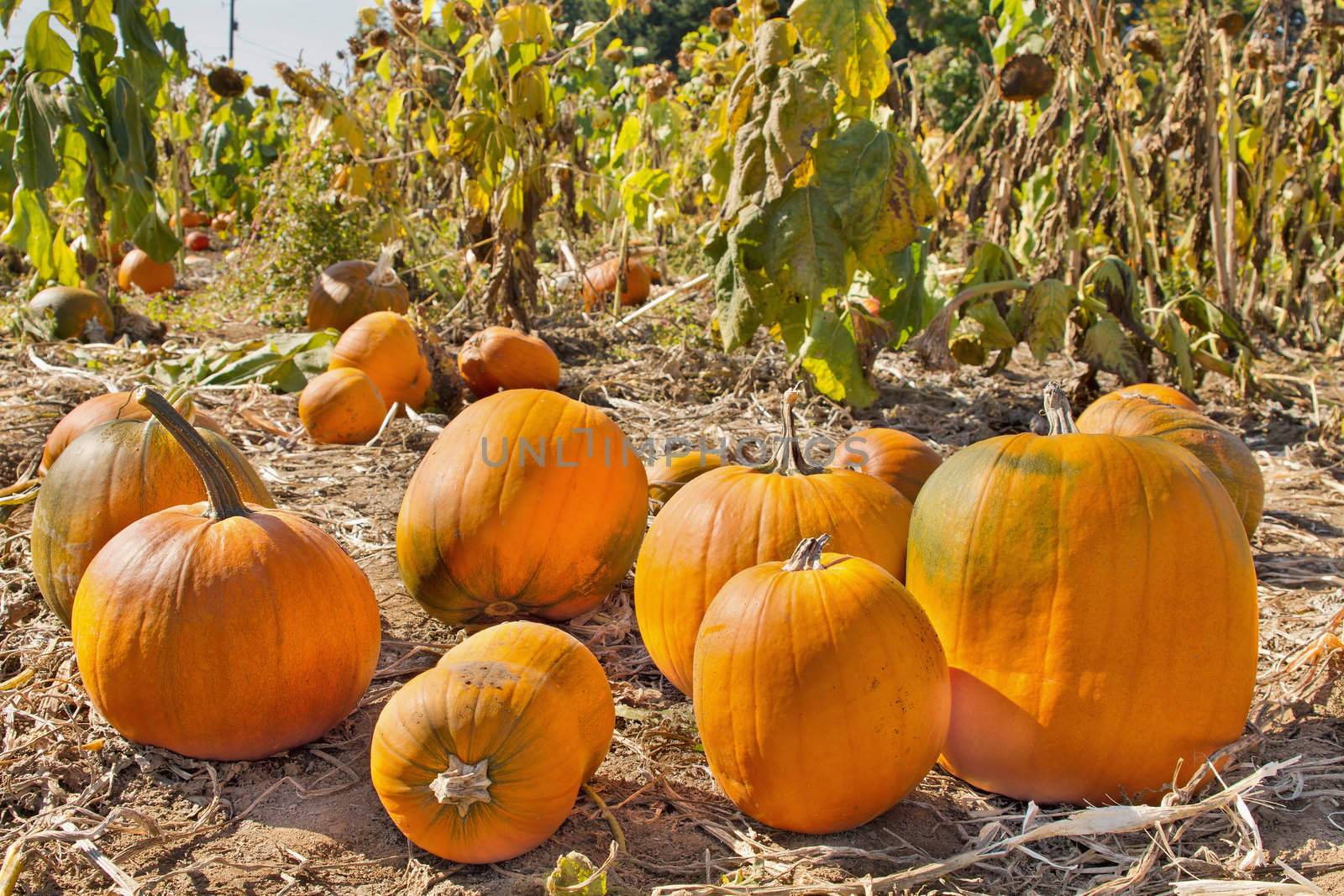 Pumpkin Patch Field by jpldesigns