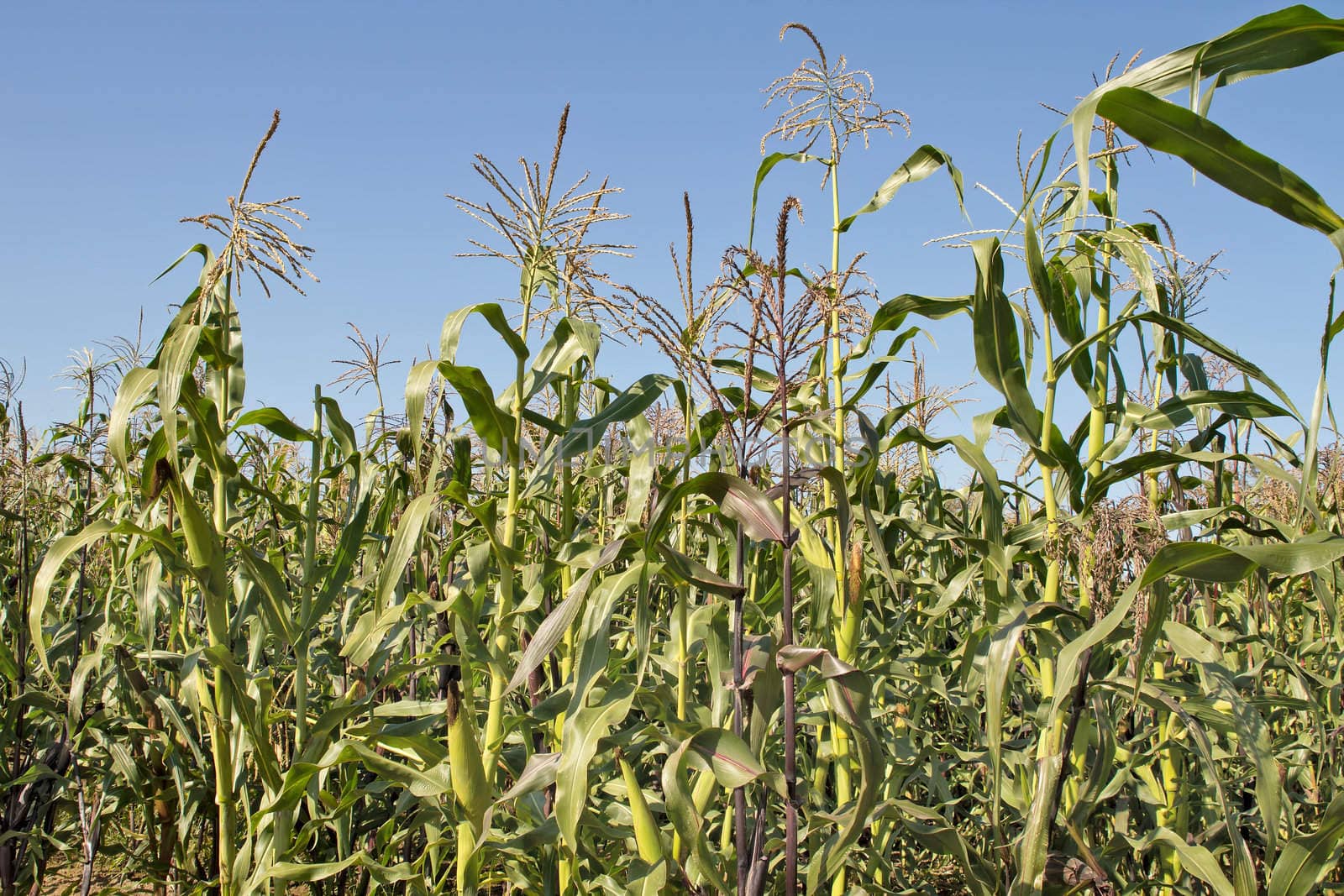 Maize Corn Field in Oregon Farmland