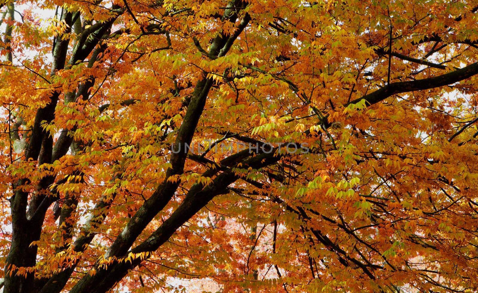 Elm leaves dark branches by bobkeenan